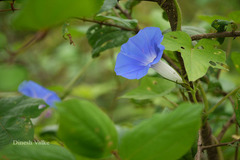Ipomoea nil